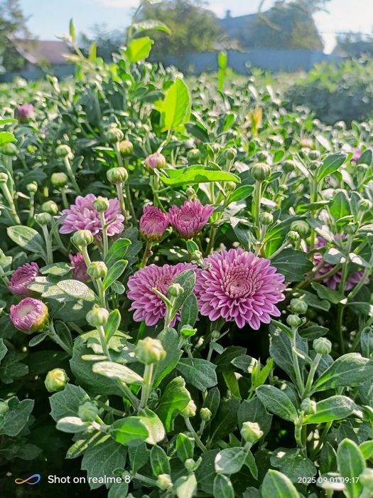 Хризантема мультифлора, корейська кущова. Багаторічні Квіти