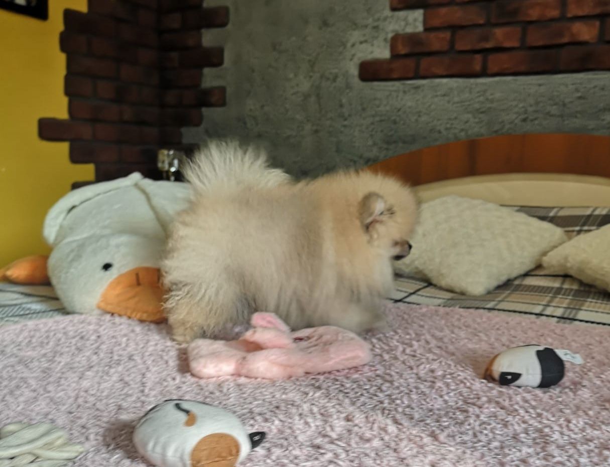 Szpic miniaturowy pomeranian