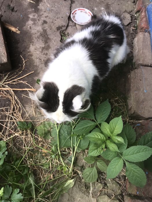 Отдам бесплатно кота и кошку