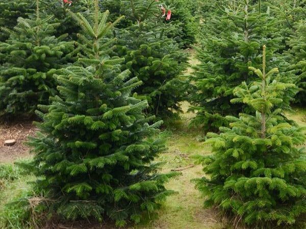 Choinka-Jodła kaukaska z własnej plantacji 120zl