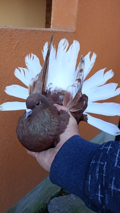 Sprzedam gołębie orlik polski