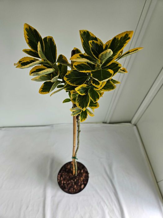 Trzmielina Fortunea 140cm – ozdobna forma szczepiona na pniu C5