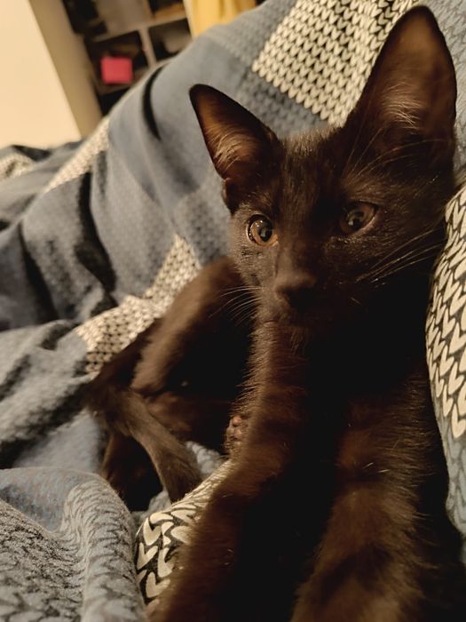 Do oddania czarny kocurek