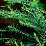 Malaleuca  |  Tea Tree