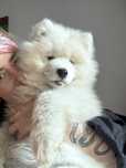 Samoyed ZKwP FCI suczka