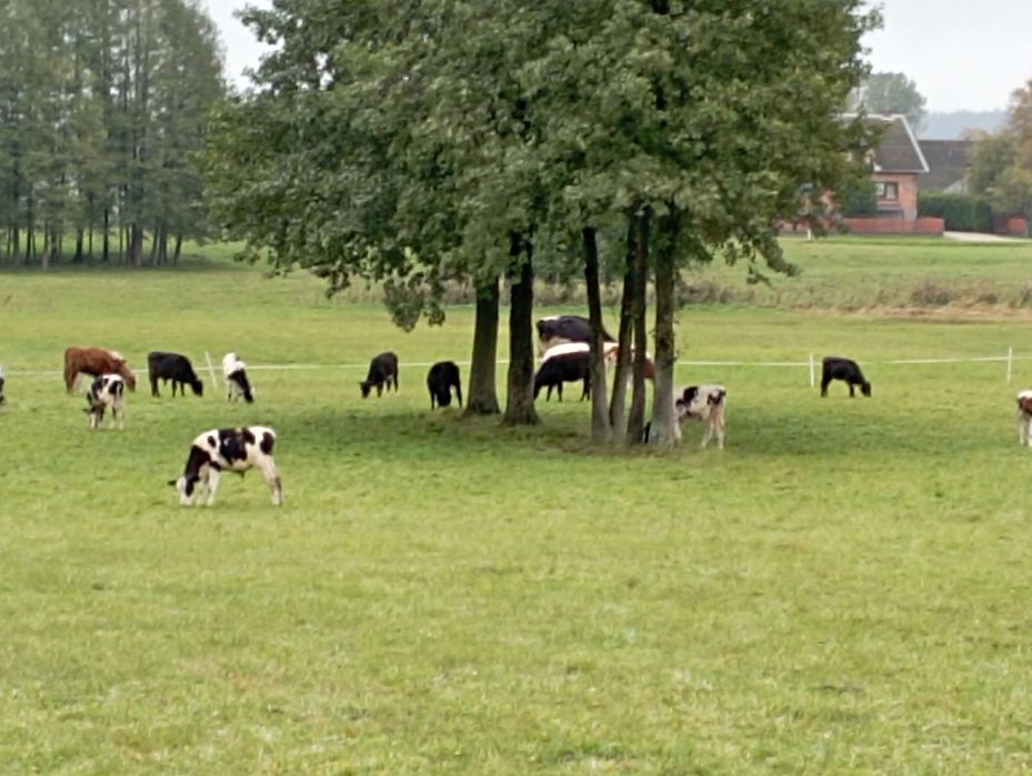 Jałówki polskie 20 sztuk