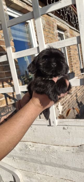 Mambo chłopak Shih tzu