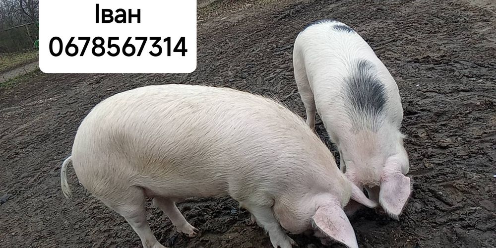 Свині [жива вага]