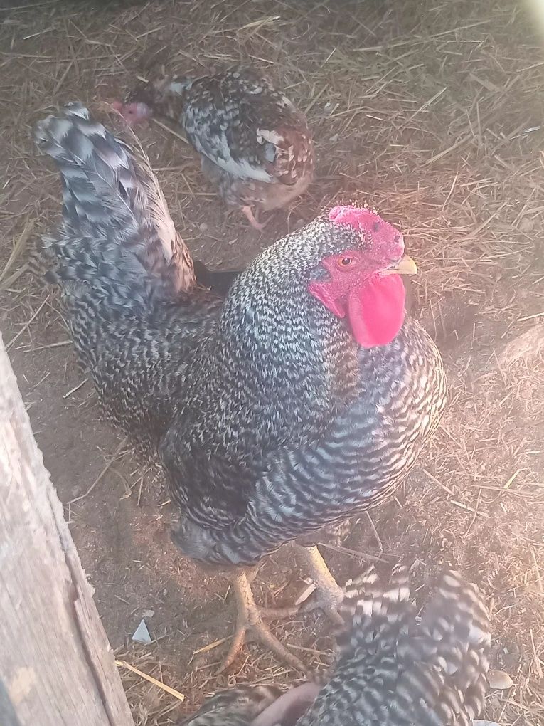 Galo do campo 3kg