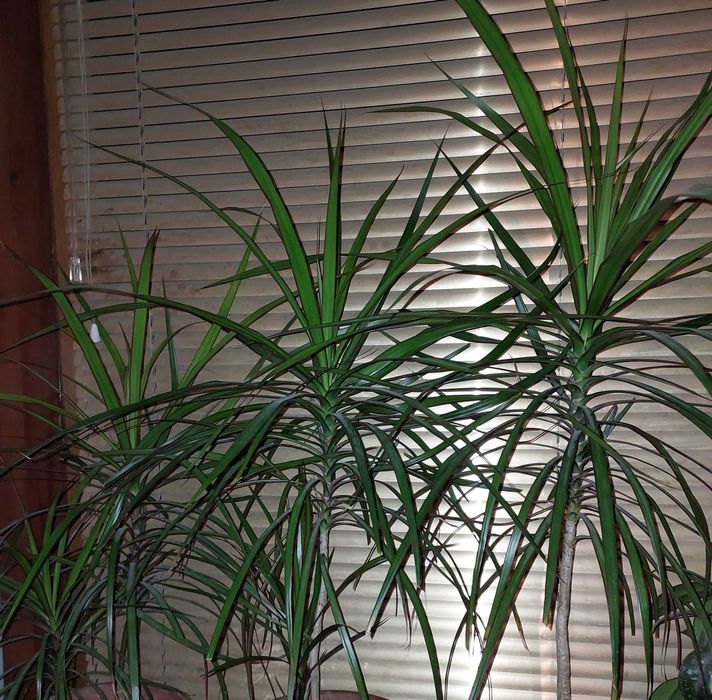 Драцена комнатный цветок: 2 двойные 2 одинарные