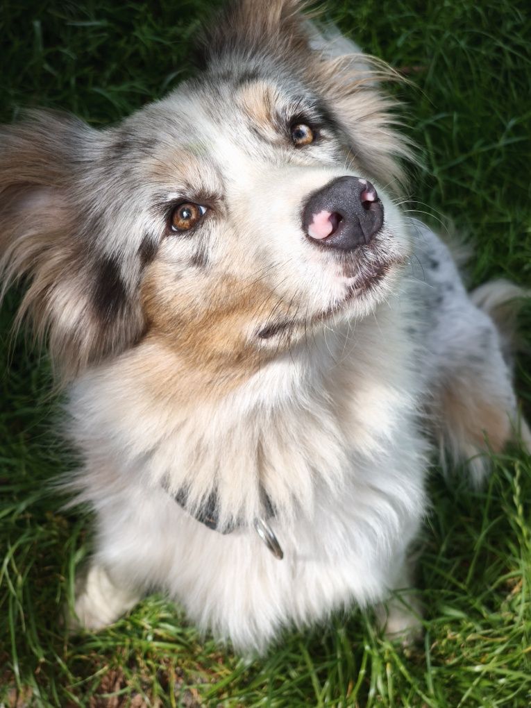 Border Collie Zkpw Wrocław -Zapowiedż miotu