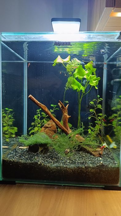 5x Krewetka BLOODY MARY