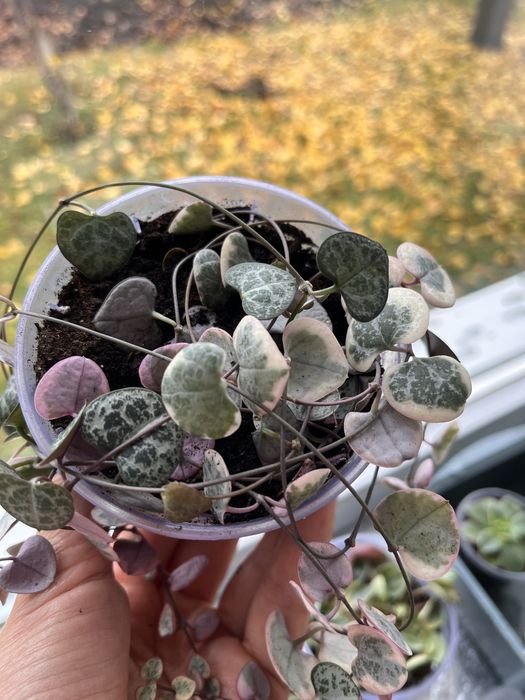 Церопегия вуди, вариегатная