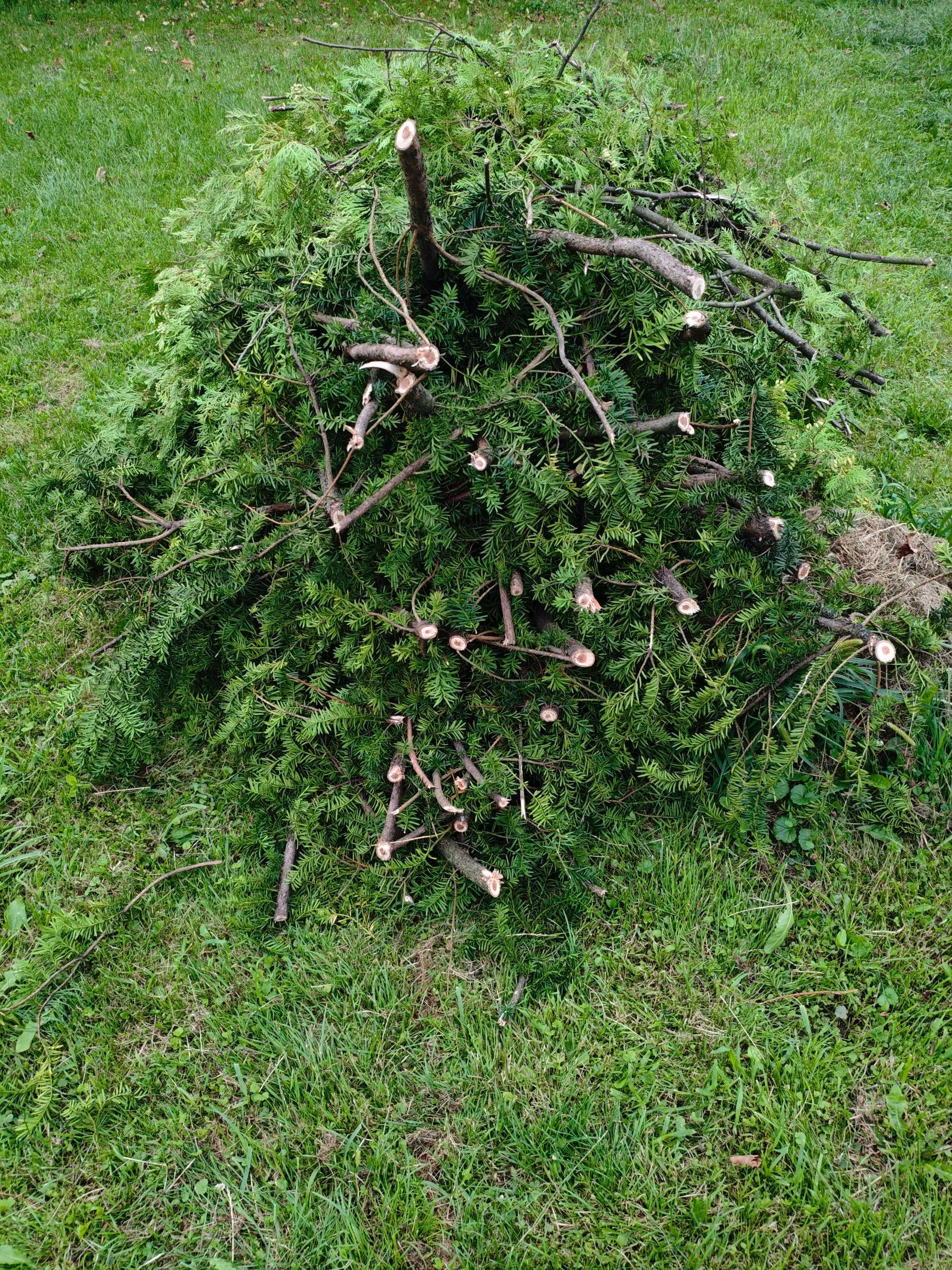 Gałęzie z cisa, jabłoni i tui/żywotnika do kominka lub pieca za darmo.
