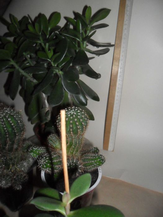 Кактусы,суккуленты (толстянка,денежное дерево)-неприхотливы.