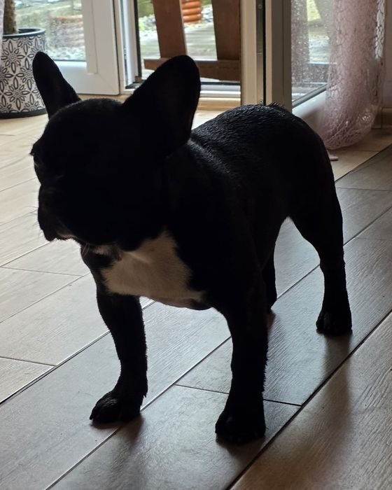 Buldog francuski ZKwP  8 msc suczka