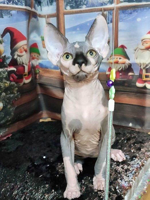 Канадський сфінкс хлопчик Леон