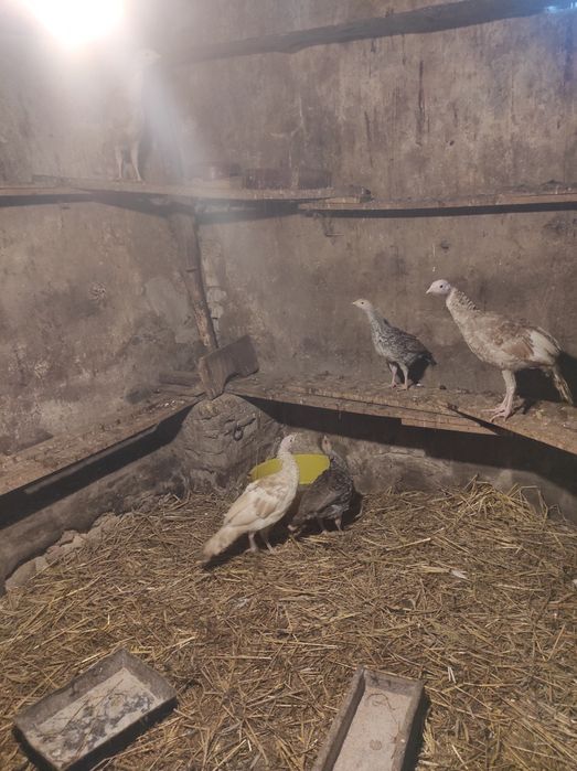 Sprzedam indyki, kaczki i koguta