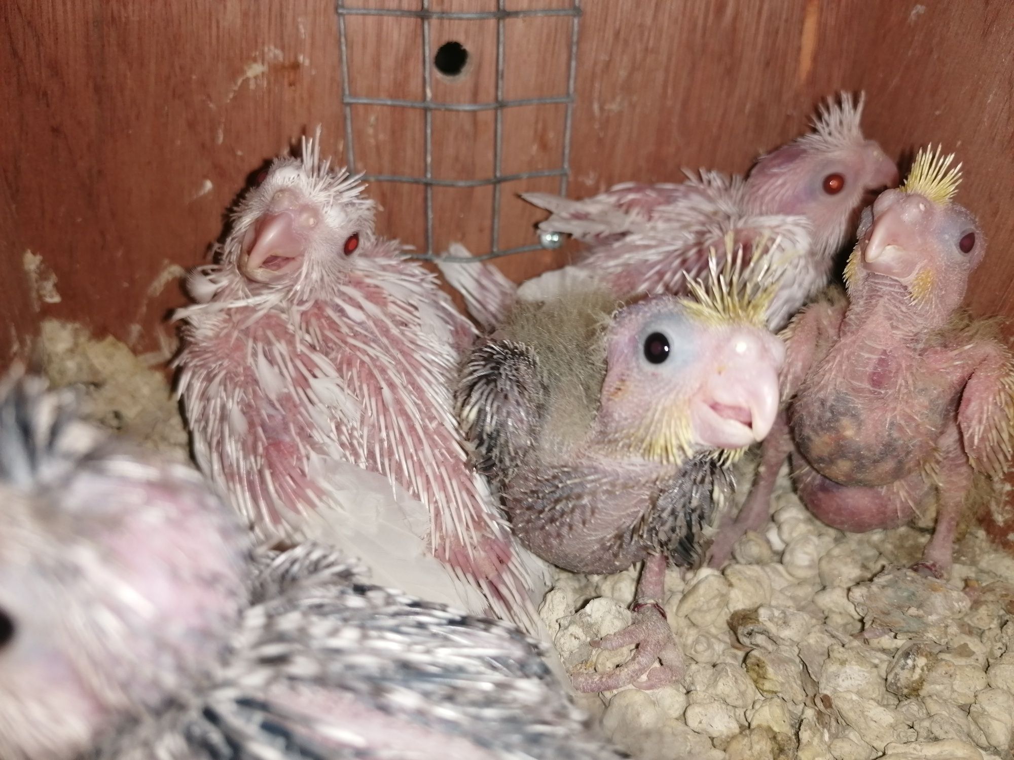 Agapornis e Caturras para domesticar