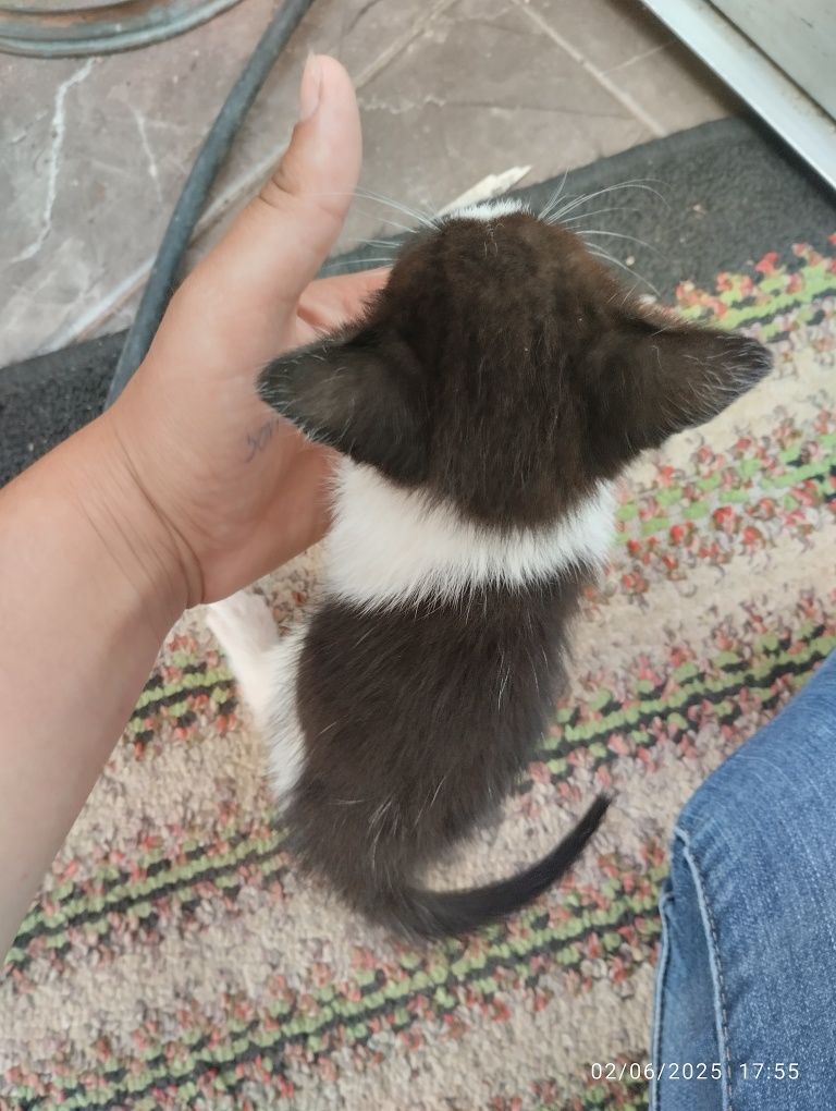 Dá-se gatos bebes
