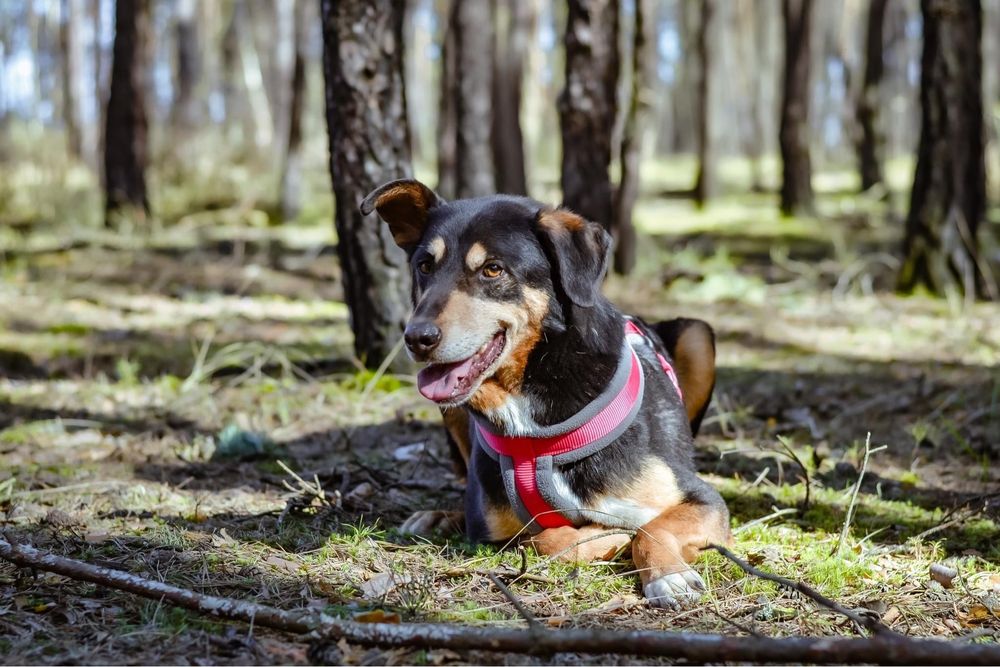 Afgan- średniej wielkości pies do odpowiedzialnej adopcji