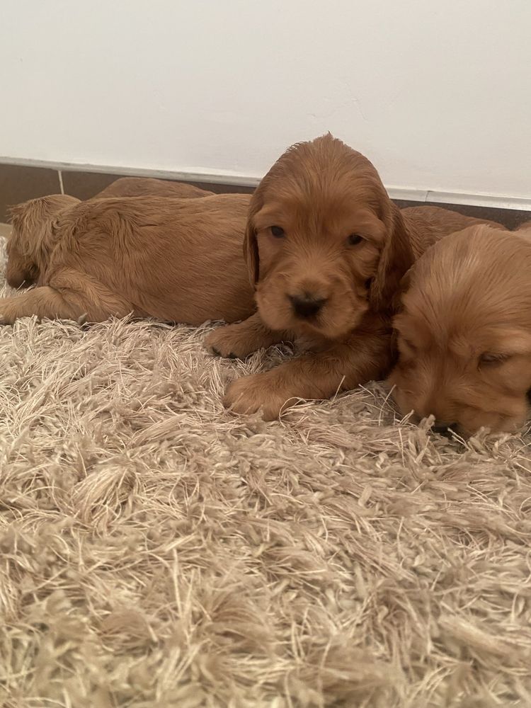 Szczenię cocker spaniel angielski