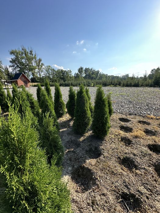 Tuja szmaragd ogodzenie żywopłot transport sadzenie