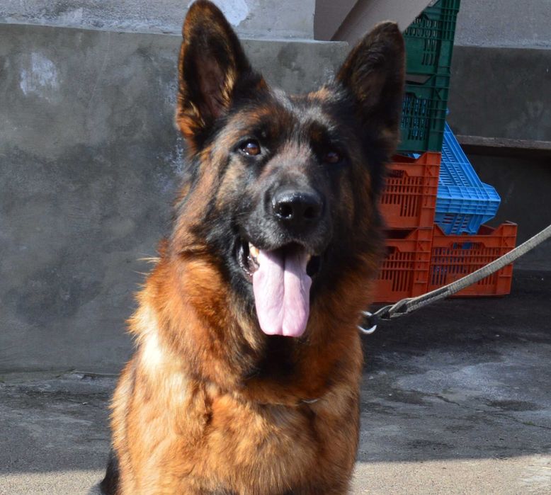 Дорослі  суки в добрі руки