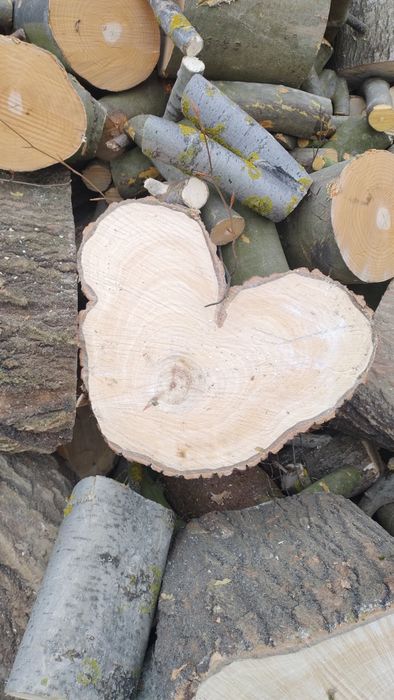 Ścięte kawałki drzewa o ciekawych kształtach