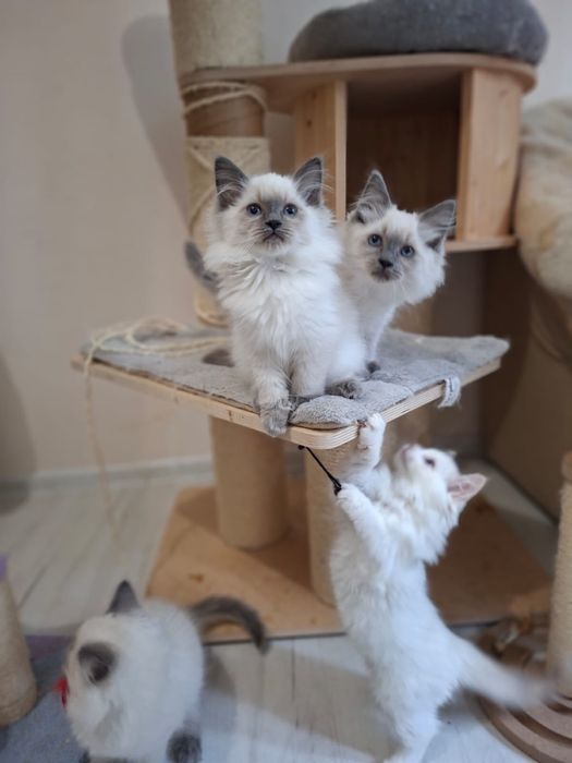 Kotka ragdoll gotowa do odbioru
