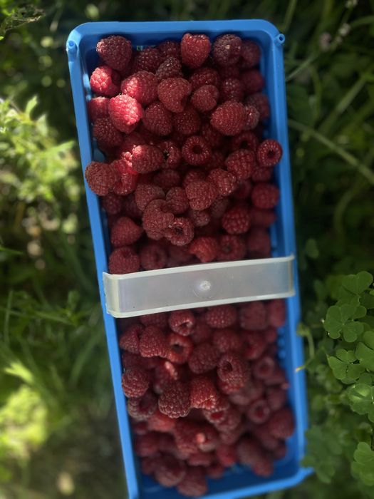 Sprzedam sadzonki maliny jesiennej Poemat, Sugana, Joan Jay i letnie