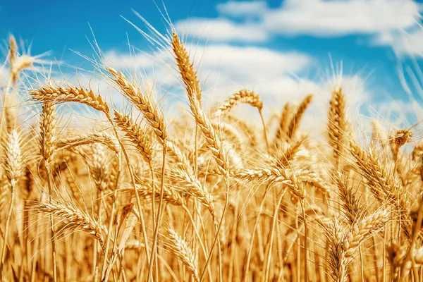 Продам пшеницю , урожай 2021 року