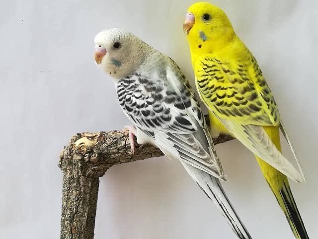 Periquitos Mutações