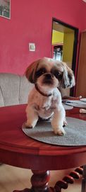 Shih tzu reproduktor