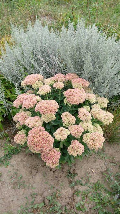 Садовые растения суккуленты седум очитки эхеверии молодило