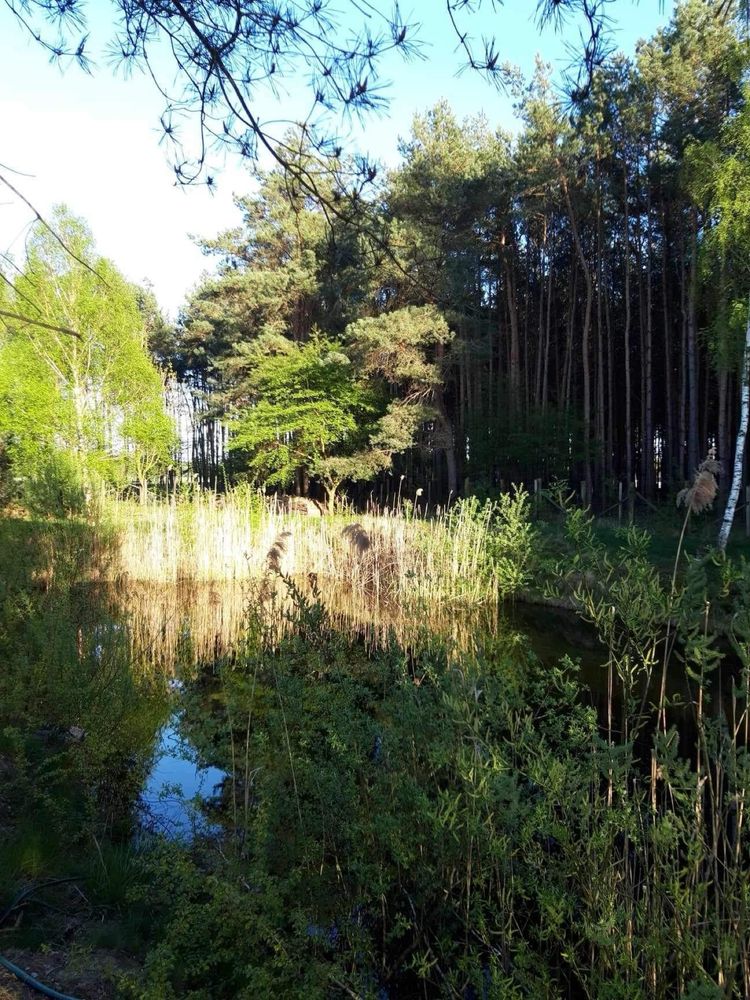 Działka rekreacyjna i budownana staw