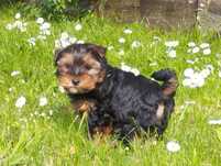 Yorki Piesek york -11 tygodni