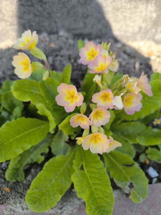 Sadzonki pierwiosnków mix 10 sztuk