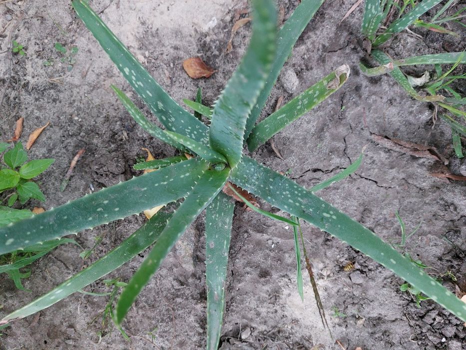 Алоє 3-х річки недорого