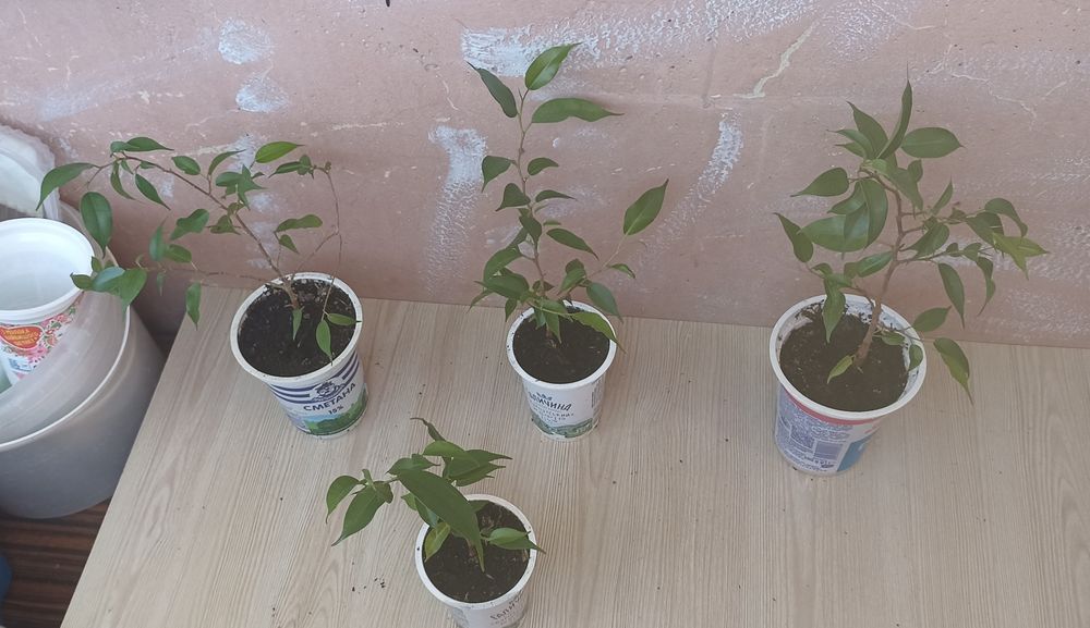 Фікус Бенджаміна "Наташа" низькорослий, дрібно листковий