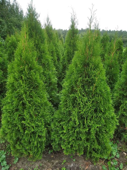 Thuja, Tuja, Tuje Szmaragd, kopane z gruntu, 150-200cm