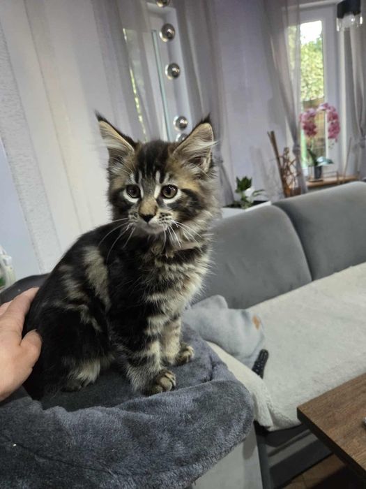 Maine Coon Nad Stawami