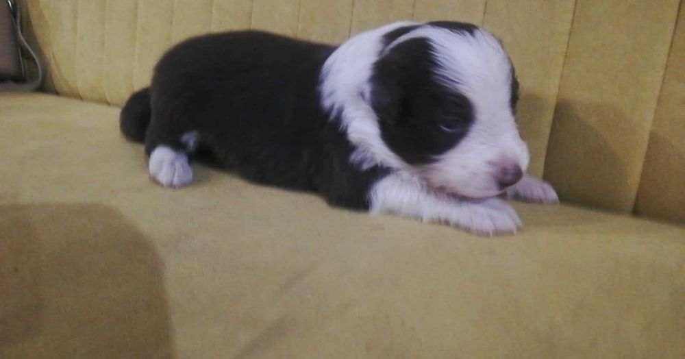 Piesek border collie biało- brązowy szczeniak