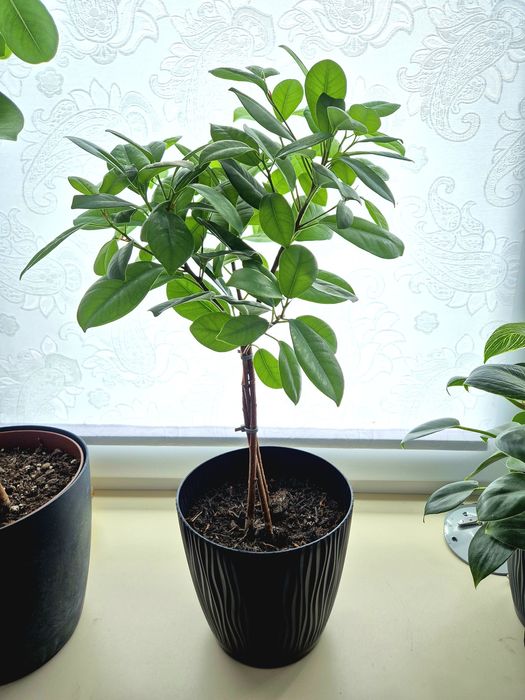 Fikus tępy figowiec microcarpa drzewko bonsai