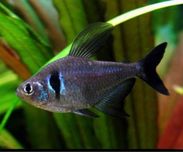 Tetra fantasma negro ideal aquario comunitario