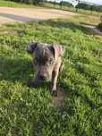 Uroczy samiec Cane Corso
