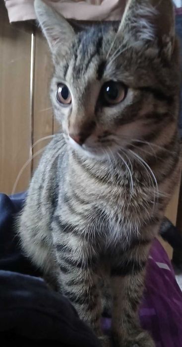 Подарую в добрі руки кошенят