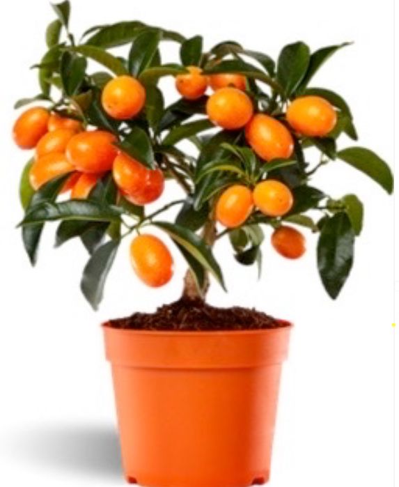 Bonsai Árvores Fruto várias variedades - portes grátis