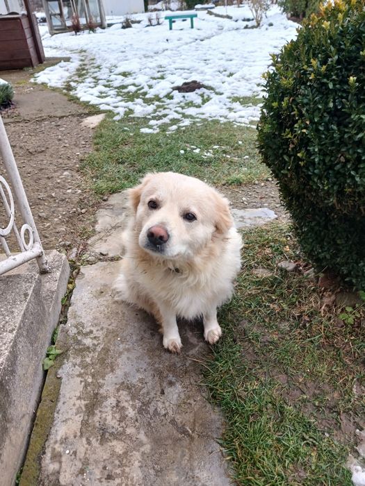 Песика в добрі руки