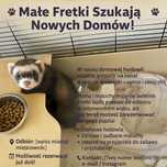 Fretki sprzedam